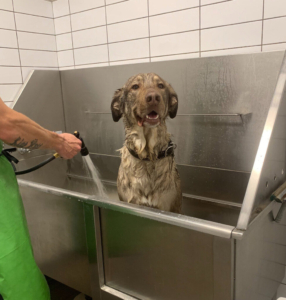 Pet Planet Dog Wash